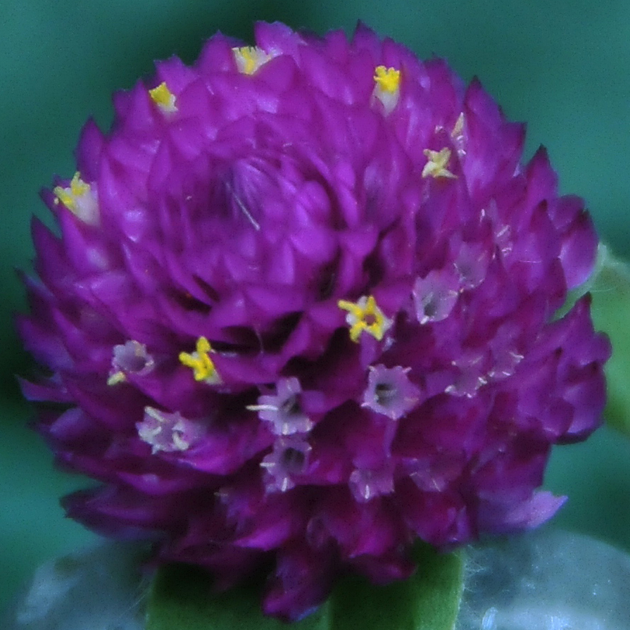 phoemphoem.com"width="100"